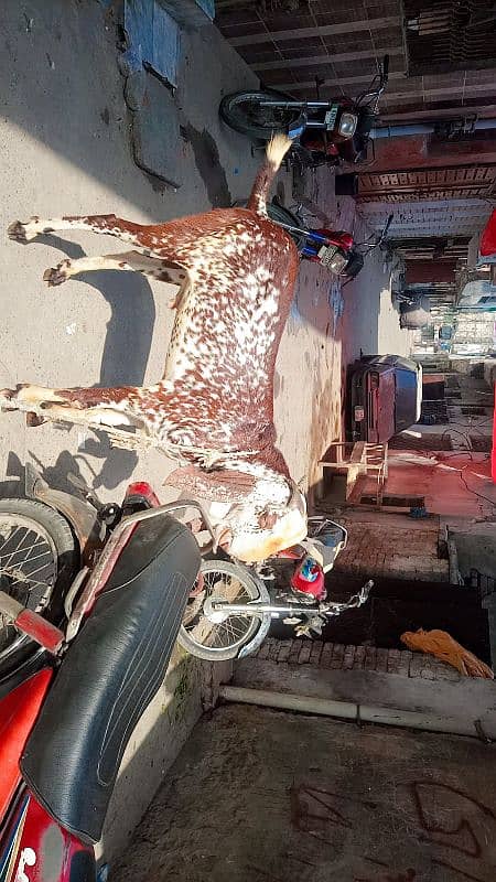 3 Bakre khasi donde Hain makkhi cheene 5