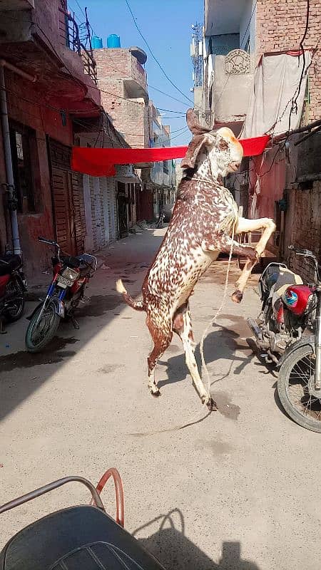 3 Bakre khasi donde Hain makkhi cheene 8