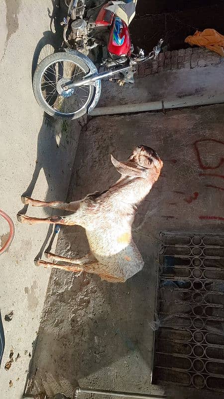 3 Bakre khasi donde Hain makkhi cheene 10