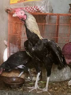 Reza murga chutki pe h