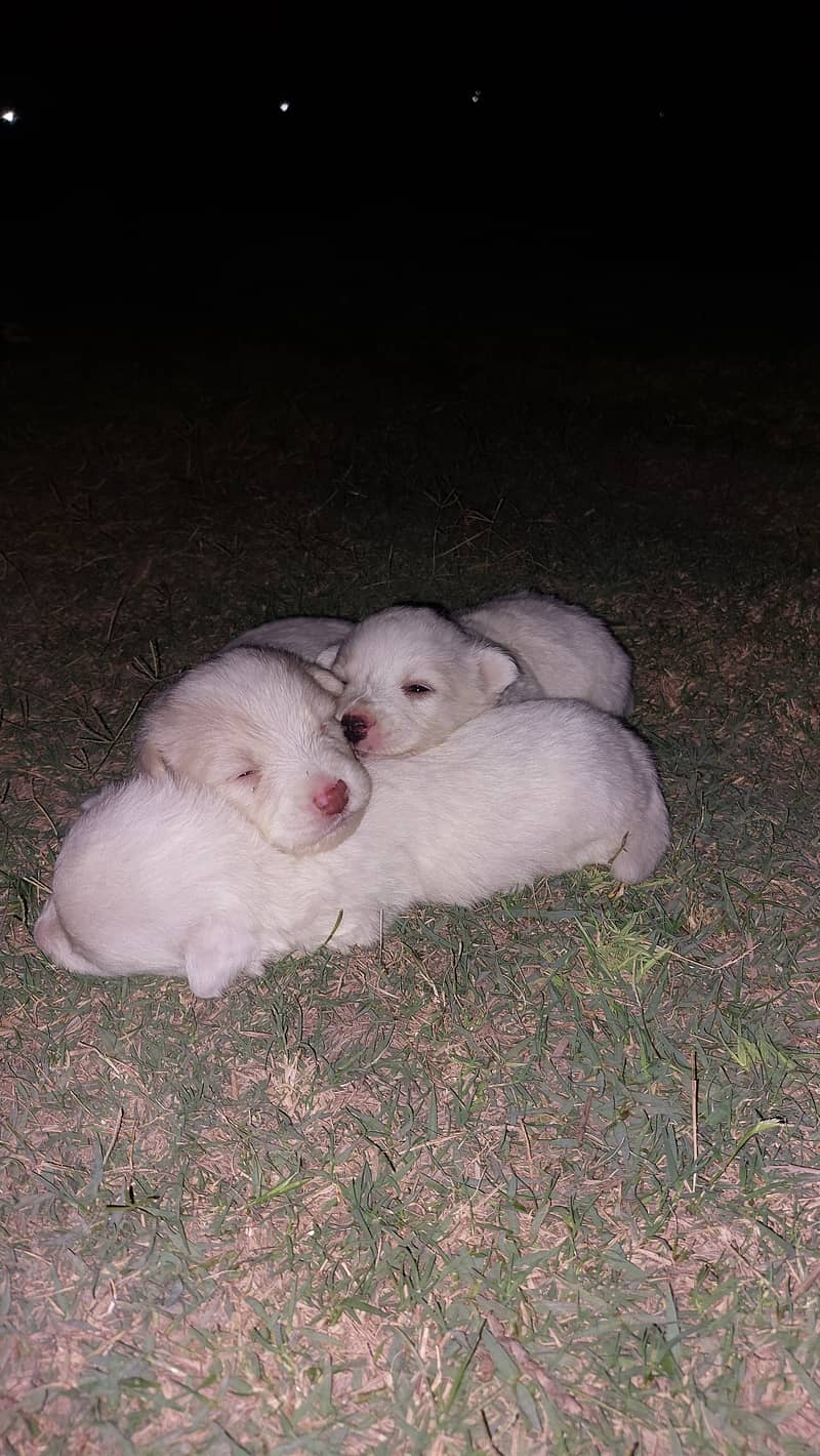 Top quality poodle pair having soft stuf in their fur 1