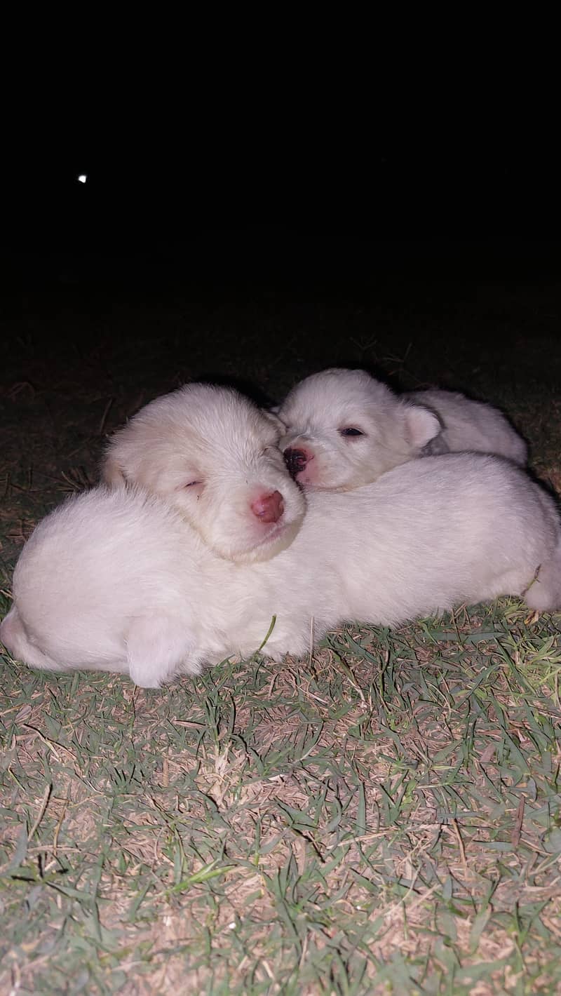 Top quality poodle pair having soft stuf in their fur 2