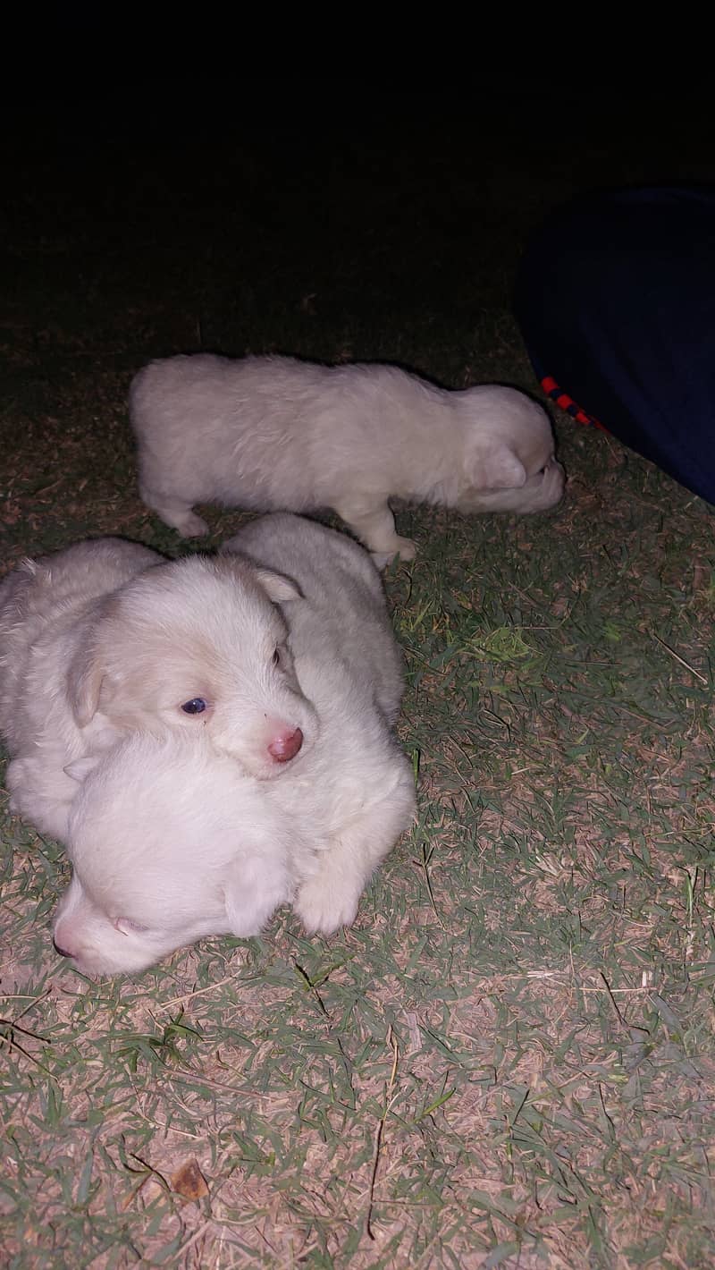 Top quality poodle pair having soft stuf in their fur 6