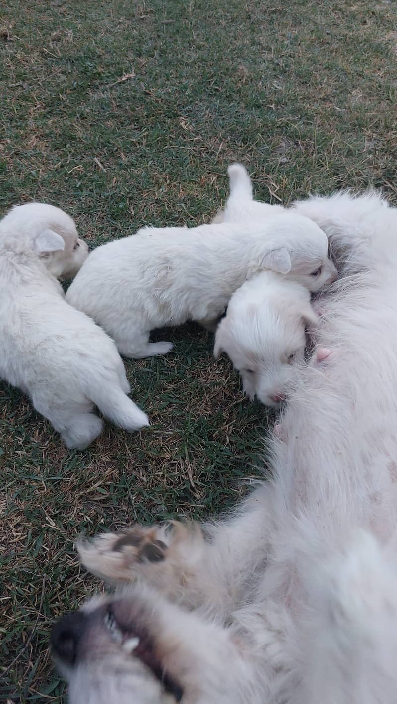 Top quality poodle pair having soft stuf in their fur 7