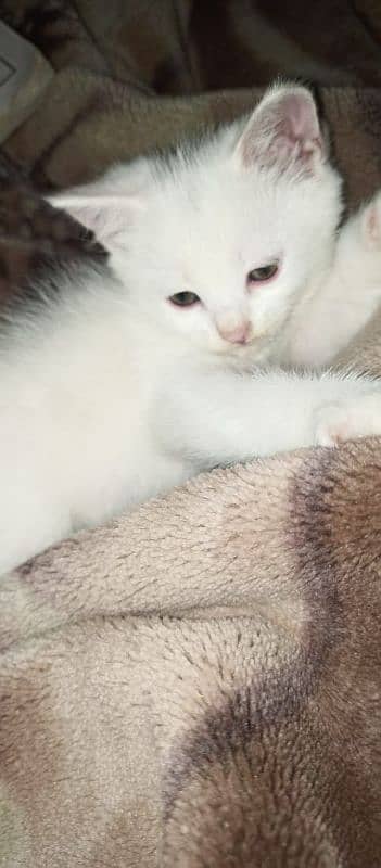 WHITE KITTENS 1