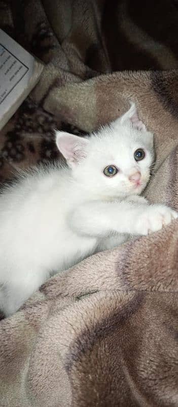 WHITE KITTENS 2