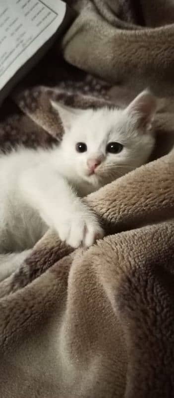 WHITE KITTENS 0