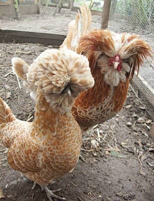 Fancy chicks Brahama,Polish, Heavy Buff, Sebright, Silkie 0300-894100 4