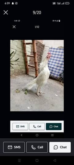 Heera