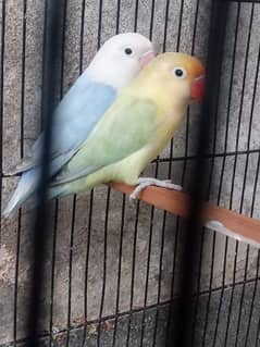 breader pair , cage available