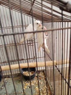 albino