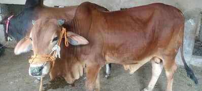 qurbani