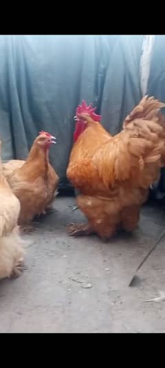 Golden Buff chicks
