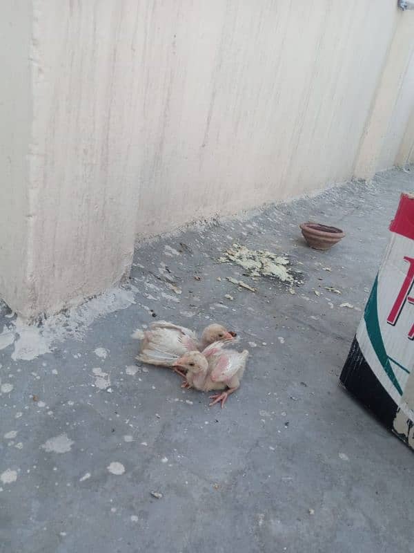 Aseel chicks 0