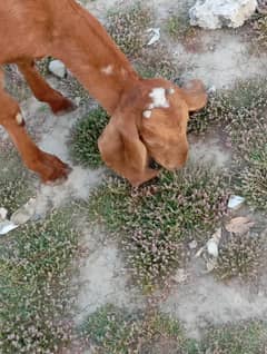 Bakri / beatil bakri / bakri ka bacha / brown goat / goat / kheri bakr