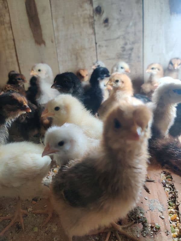 Golden misri chicks / Hens 0