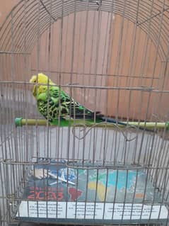 Exhibition Crusted Breeder Male
