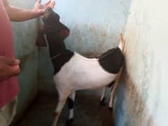 QURBANI KAY BAKRAY 2 FOR SALE 180,000 PAIR JODI
