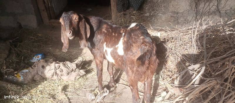 2 goats for sell price is final note no less dono sath sell krny hai 0