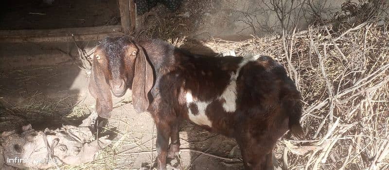 2 goats for sell price is final note no less dono sath sell krny hai 1