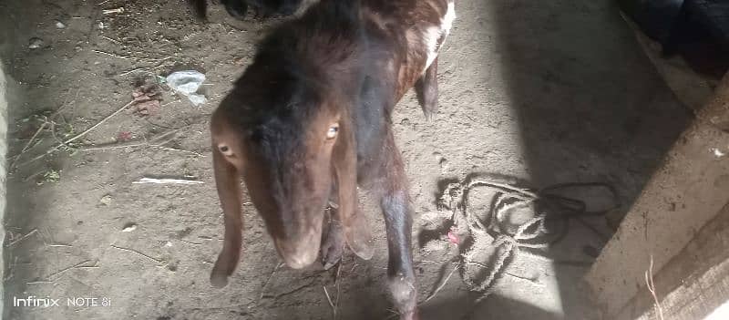 2 goats for sell price is final note no less dono sath sell krny hai 3