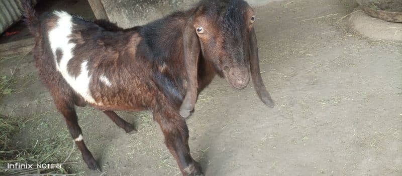 2 goats for sell price is final note no less dono sath sell krny hai 4