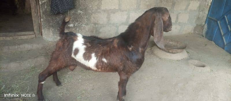 2 goats for sell price is final note no less dono sath sell krny hai 5