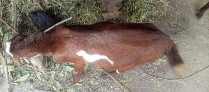 2 goats for sell price is final note no less dono sath sell krny hai 6