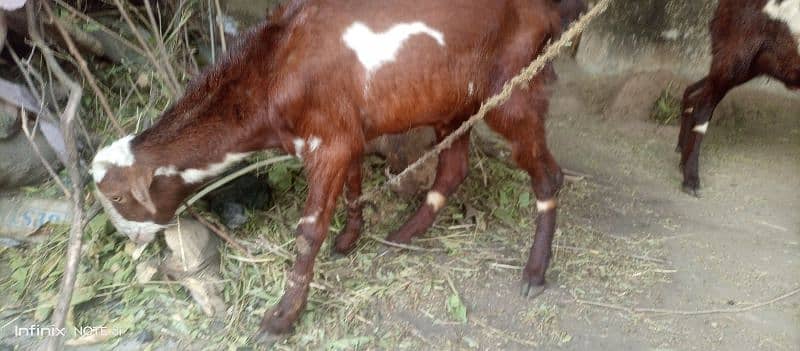 2 goats for sell price is final note no less dono sath sell krny hai 7