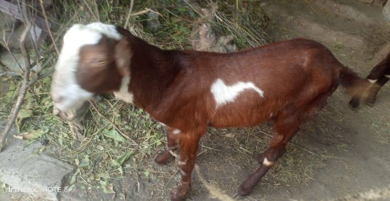 2 goats for sell price is final note no less dono sath sell krny hai 8