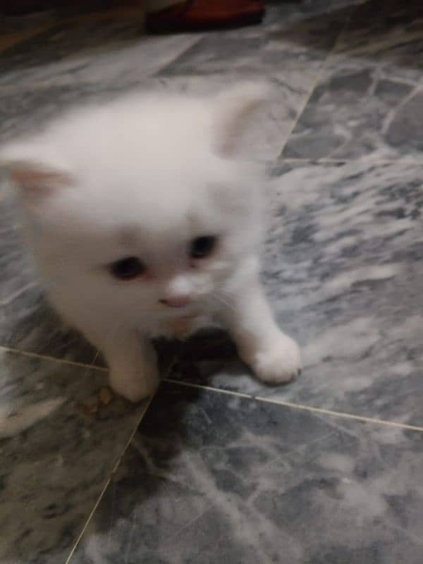 Persian cat baby for salr 2 month 6