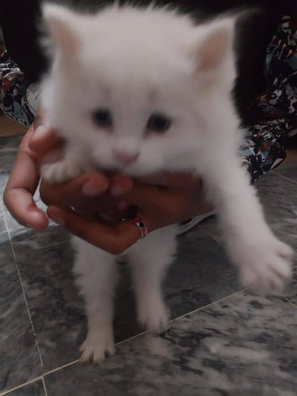 Persian cat baby for salr 2 month 7