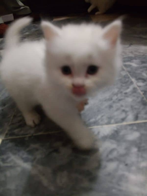 Persian cat baby for salr 2 month 8