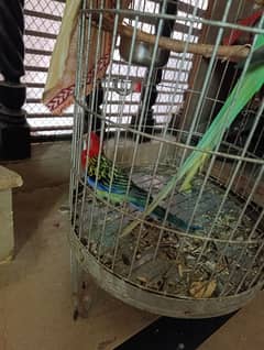for sale