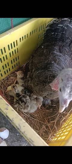Turkey