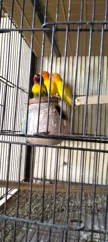 10 PC's Love Birds for sale 0