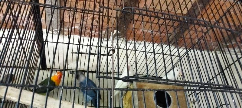 10 PC's Love Birds for sale 1