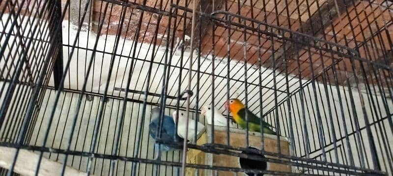 10 PC's Love Birds for sale 2