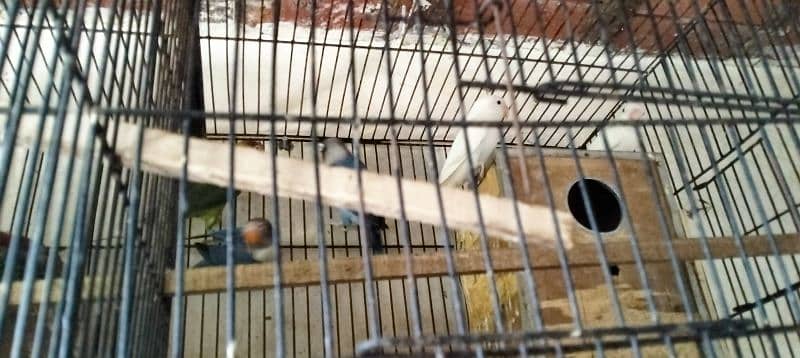 10 PC's Love Birds for sale 3