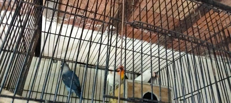 10 PC's Love Birds for sale 5