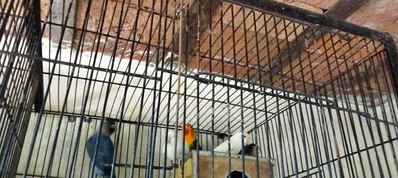 10 PC's Love Birds for sale 6