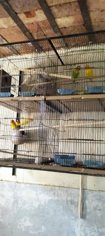 10 PC's Love Birds for sale 7