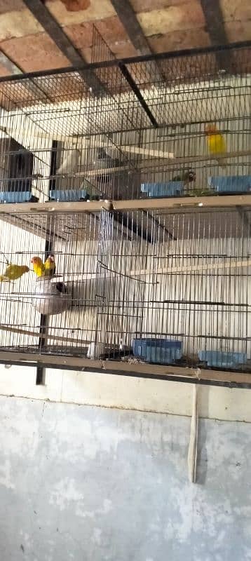 10 PC's Love Birds for sale 10