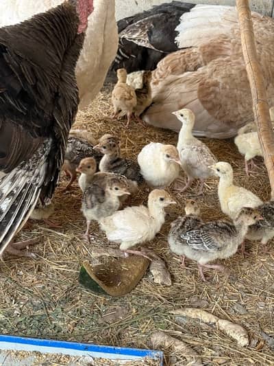 Turkey chicks available - Other Birds - 1100406630