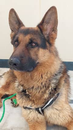 German shepherd