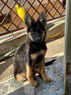 German shepherd triple coat dog male puppy