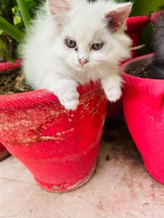 I am selling cat and my WhatsApp number is 03411875422