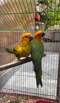 sunconure