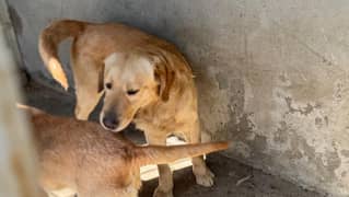 labrador