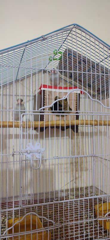 Silver java pair with cage 2